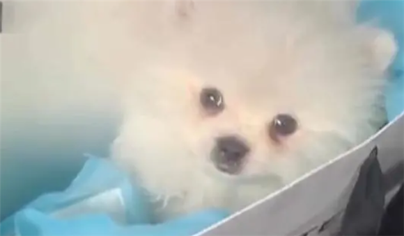 星期狗能活多久,星期狗细小是什么意思,星期狗能救活吗