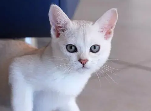 怎么和波米拉猫相处 波米拉猫相处注意事项 怎么和波米拉猫相处 波米拉猫相处注意事项
