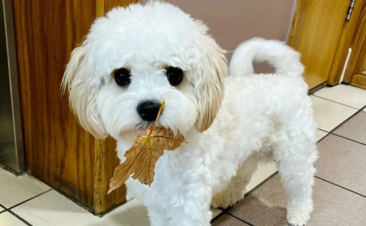 骑士比熊犬价格