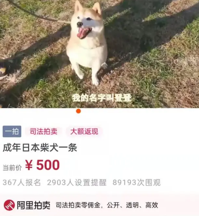 被第二次拍卖的柴犬登登:在等一个不会抛弃它的新主人 被第二次拍卖的柴犬登登:在等一个不会抛弃它的新主人