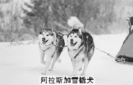 1925年，雪橇犬上演“阿拉斯加奇迹”