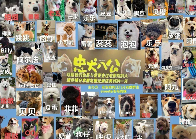 宠物友好场加场，带上毛孩子一起来看电影！