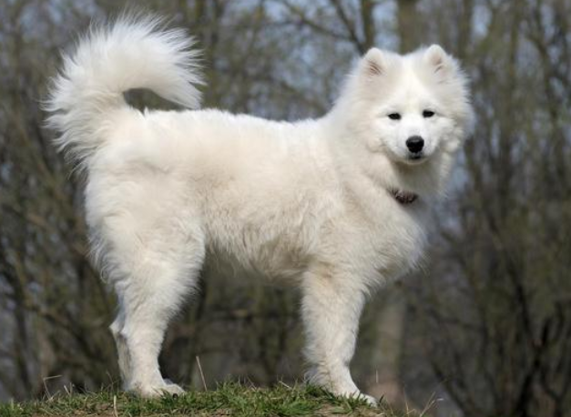 爱斯基摩犬能长多大 内层被毛短而致密 爱斯基摩犬能长多大 内层被毛短而致密