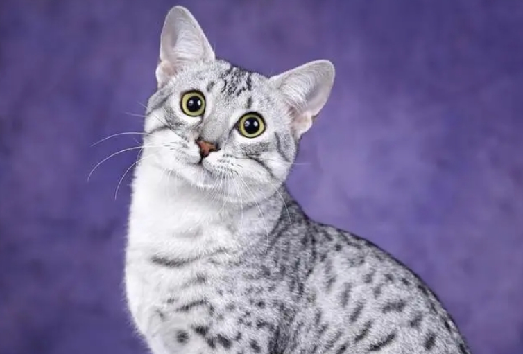 埃及猫是什么猫 埃及猫是什么猫