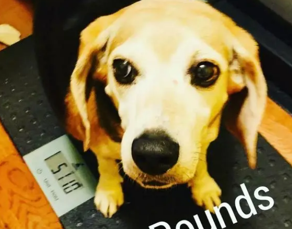 胖成煤气罐的比格犬惨遭遗弃,被领养后一年半甩掉23公斤! 胖成煤气罐的比格犬惨遭遗弃,被领养后一年半甩掉23公斤!