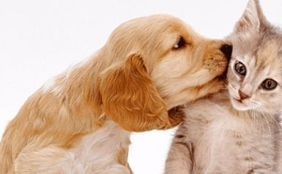 狗狗与猫咪狂撒狗粮，单身汪的主人受到一万点伤害