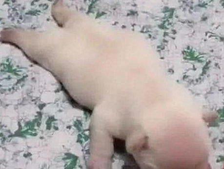女子感觉到脚趾头有点疼，低头一看忍不住大笑：没吃饱的节奏吗？
