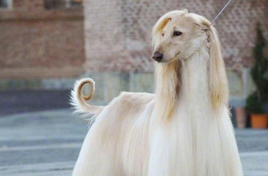 富牛牛的阿富汗猎犬狗多少钱