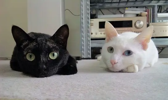 黑猫白猫能抓住老鼠就是好猫