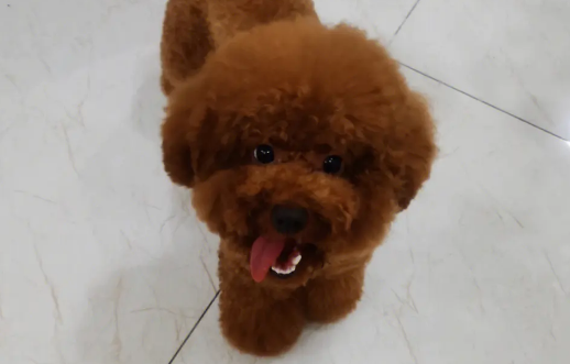 泰迪极度恐惧的表现