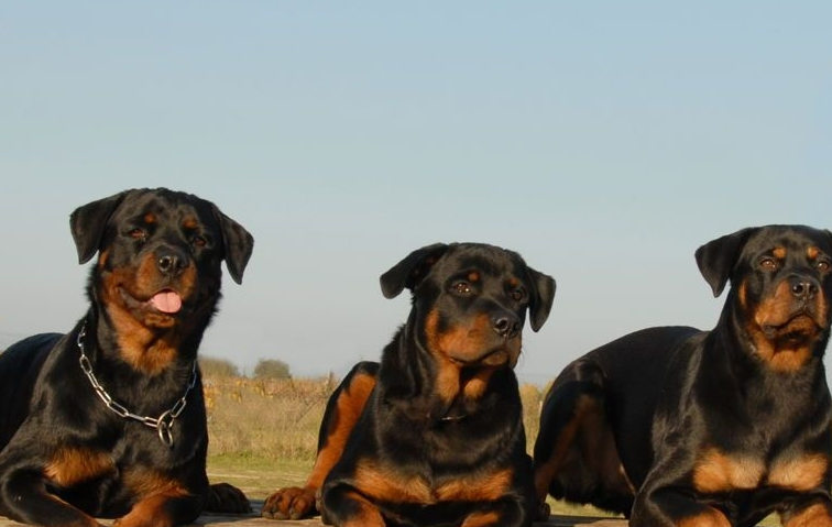 罗威纳犬好养吗？全面了解罗威纳