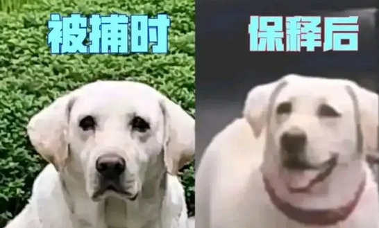 最新!黑狗经彻夜追捕已被捕,黑狗主人凭空消失仍在找寻! 最新!黑狗经彻夜追捕已被捕,黑狗主人凭空消失仍在找寻!