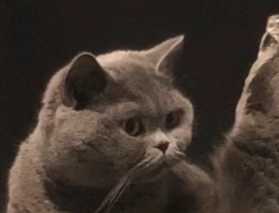 当你的猫会“功夫”的时候，主人：我半夜睡觉都怕它给我一脚！