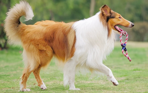苏格兰牧羊犬种类