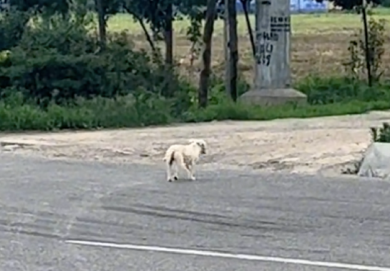 小狗被车轧死只剩皮了,狗妈不顾危险还冲到马路上想带它走 小狗被车轧死只剩皮了,狗妈不顾危险还冲到马路上想带它走