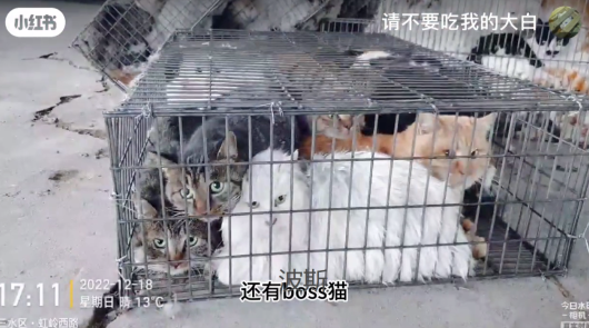 “请不要吃我的猫”:为了救猫,她成了“偷猫宰猫黑产”最怕的女人 “请不要吃我的猫”:为了救猫,她成了“偷猫宰猫黑产”最怕的女人