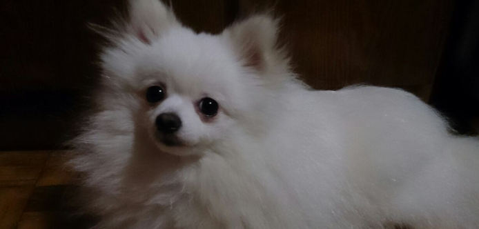 博美犬正宗品相 博美犬正宗品相