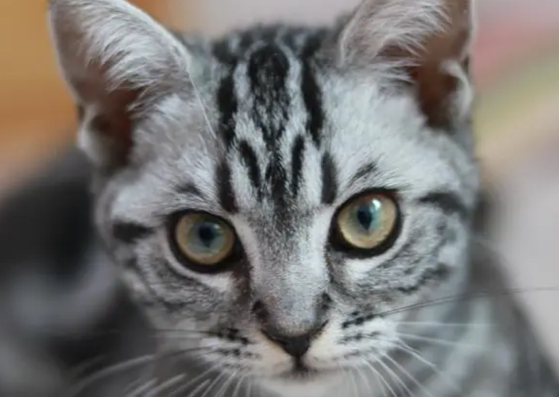 短尾猫是什么品种