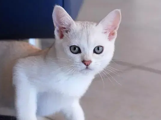 波米拉猫性格怎样？气质优雅，个性友善