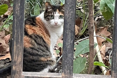 英短三花猫配种颜色表 英短三花猫配种颜色表