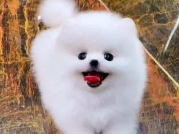 一只博美幼犬多少钱