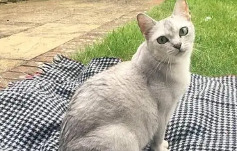 波米拉猫多大可以洗澡 波米拉猫洗澡注意事项 波米拉猫多大可以洗澡 波米拉猫洗澡注意事项
