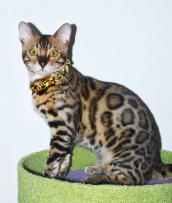 孟加拉豹猫：毛发有豹纹，性格温和，和豹猫有什么区别呢
