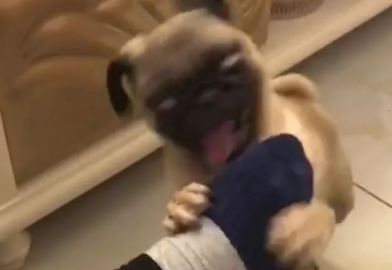 戏精巴哥犬闻了闻主人的脚,狗子表情笑喷主人 戏精巴哥犬闻了闻主人的脚,狗子表情笑喷主人