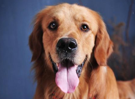  北京哪些犬禁养？养犬注意事项 