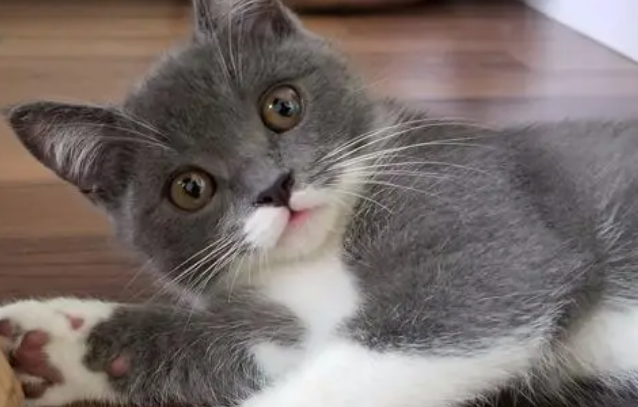 网友给猫咪洗了8遍澡，才看清它是只英短猫，身上是有多脏啊！