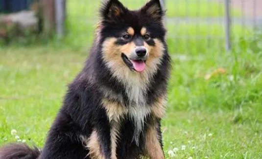 芬兰拉普猎犬好养吗?选择合适的狗粮 芬兰拉普猎犬好养吗?选择合适的狗粮
