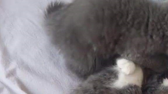 主人担心蓝猫太孤单,给它找了个小媳妇,结果自己天天吃狗粮 主人担心蓝猫太孤单,给它找了个小媳妇,结果自己天天吃狗粮