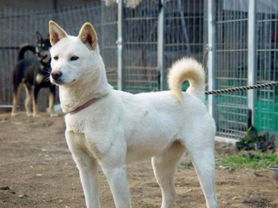 韩国土狗，第53号国宝韩国珍岛犬，还是上过奥运会开幕式的狗狗