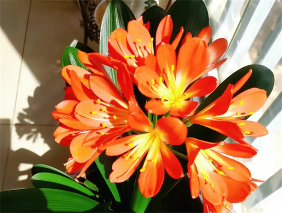 君子兰开花后的花杆怎么处理 君子兰开花后的花杆怎么处理