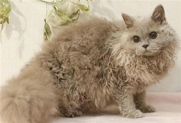 斯可可猫应该如何饲养？斯可可猫的特征分享