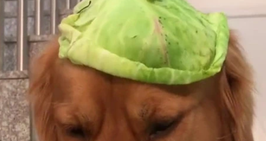 最爱养生的狗,只爱吃素,主人:你真省钱尽管吃吧 最爱养生的狗,只爱吃素,主人:你真省钱尽管吃吧