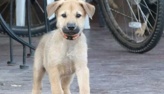 奇努克犬怎么养 不能吃太油腻的东西 奇努克犬怎么养 不能吃太油腻的东西