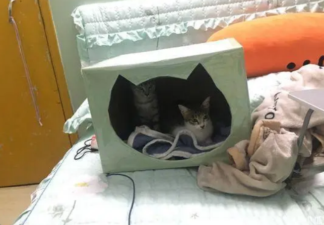 带家里的狸花猫去做产检,意外收获四只小生命 带家里的狸花猫去做产检,意外收获四只小生命