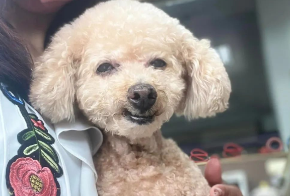 19岁贵宾犬依偎在妈妈怀里，笑得一脸幸福，让人动容：珍惜当下！