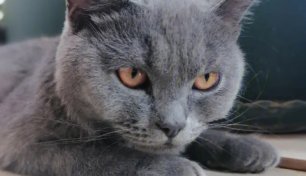 蓝猫被遗弃:两名种猫疑被弃湿地公园,一猫严重缺水仍处危险期! 蓝猫被遗弃:两名种猫疑被弃湿地公园,一猫严重缺水仍处危险期!