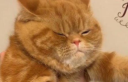 主人对着橘猫的脸猛吹风，看到橘猫紧闭双眼脸凹陷的样子，笑抽了 