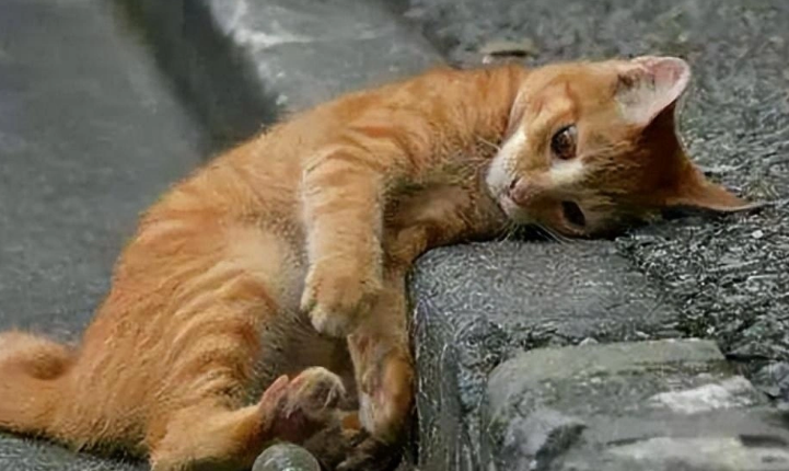 江西南昌一小伙用嘴帮被流浪猫抓伤的女友清理伤口 江西南昌一小伙用嘴帮被流浪猫抓伤的女友清理伤口