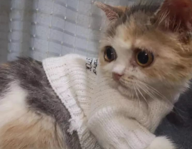 斯可可猫的性格怎么样呢?温顺吗? 斯可可猫的性格怎么样呢?温顺吗?