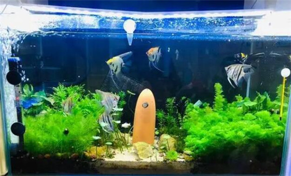 鱼缸的水质怎么测量
