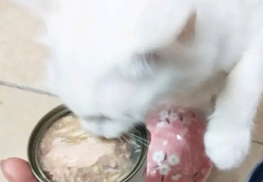 郝哧猫罐头幼猫可以吃吗