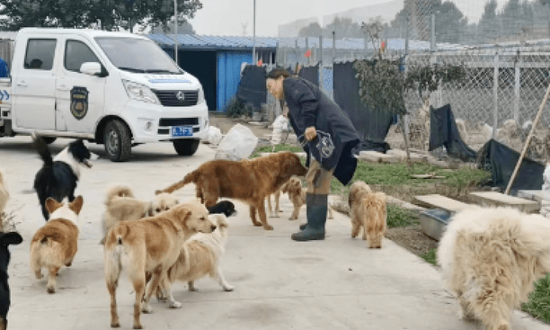 山西临汾城管抓捕城市流浪狗后,统一送往了动保基地,值得称赞! 山西临汾城管抓捕城市流浪狗后,统一送往了动保基地,值得称赞!