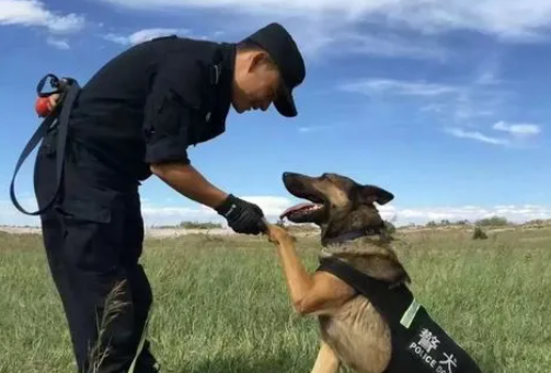 警察的好助手!英勇忠心的警犬是如何训练出来的? 警察的好助手!英勇忠心的警犬是如何训练出来的?