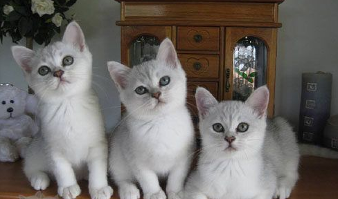 波米拉猫多大可以洗澡?波米拉猫洗澡注意事项 波米拉猫多大可以洗澡?波米拉猫洗澡注意事项