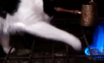 俄罗斯硬核猫咪玩火,小爪爪都着火了,它还要继续玩 俄罗斯硬核猫咪玩火,小爪爪都着火了,它还要继续玩