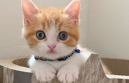 小奶猫睡觉爱平躺神似人类 萌图走红网络引无数网友云吸猫 小奶猫睡觉爱平躺神似人类 萌图走红网络引无数网友云吸猫